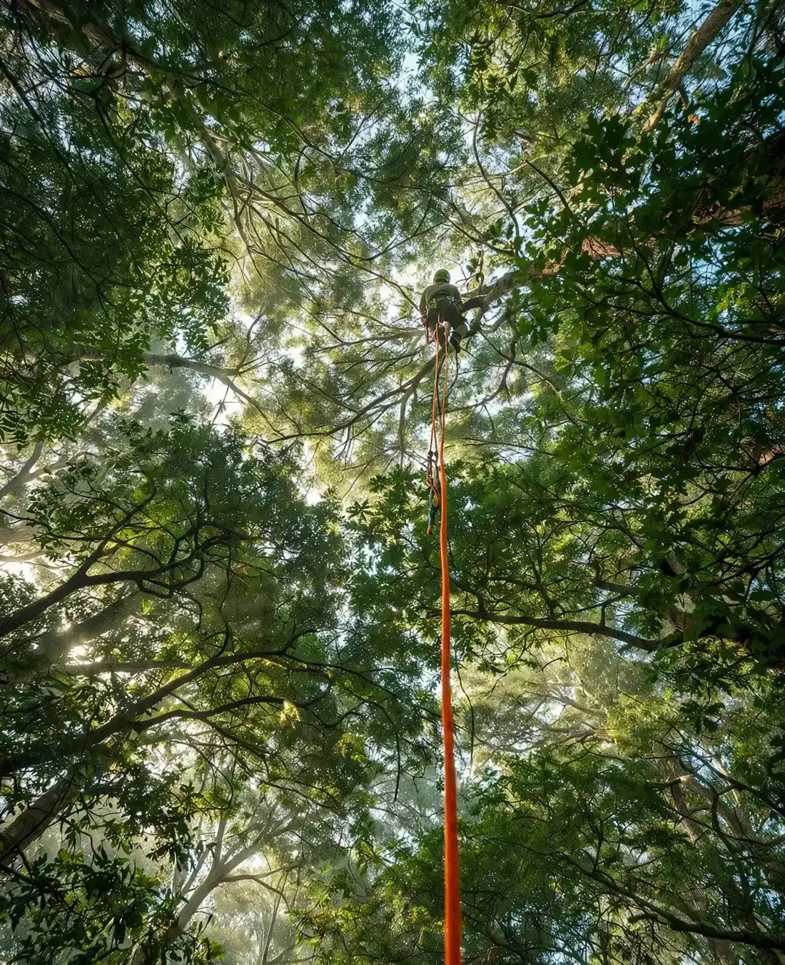 An arborist high in a green canopy, secured by an orange climbing rope
